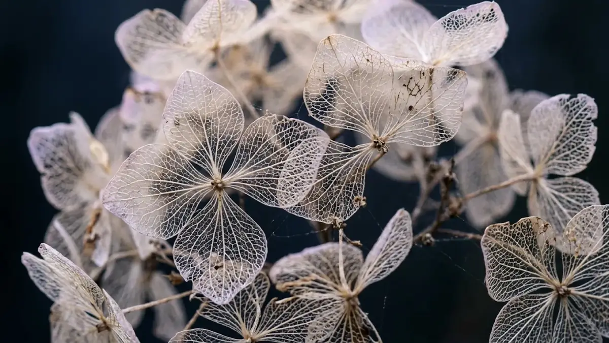 Texture and Light in Close Views